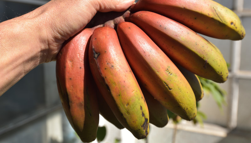 ブラジルのかっわた果物 赤いバナナ 南米ひとり旅 ブラジルのかっわた果物 赤いバナナ 南米ひとり旅