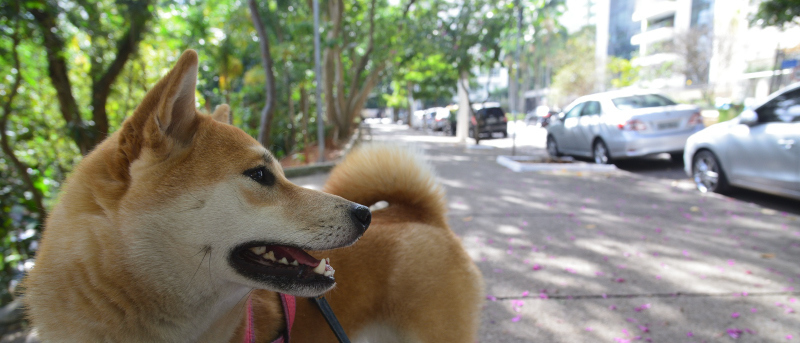 7 25 決して安全とは言えない犬の散歩 南米ひとり旅